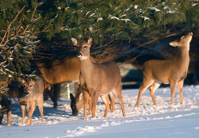 A small population of deer browse evergreens in the winter when snow cover buries vegetation on the ground.