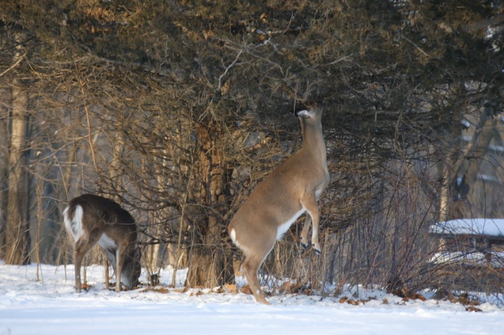 During the winter deer feed on higher vegetation. This deer is standing on its hind legs to reach vegetation not covered by the snow.