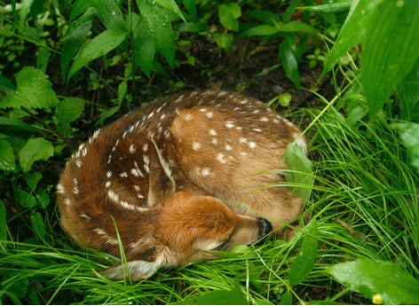 This fawn is resting in grass and other green vegetation.