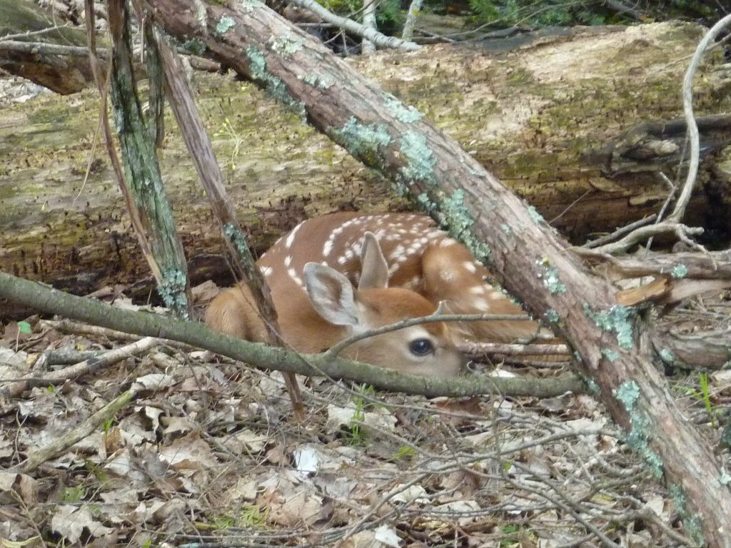 This young fawn is laying on the leaf-covered ground in a woodland. Its white spots help it to blend in with its surroundings.