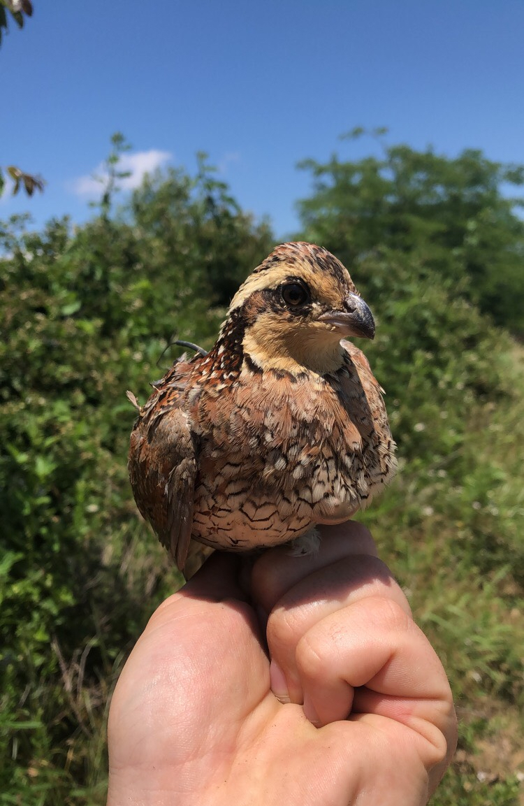 Female bobwhite quail held by a researcher's hand with green shrubs and blue sky in the background.