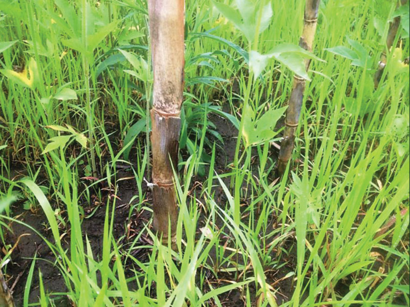 pheasant habitat