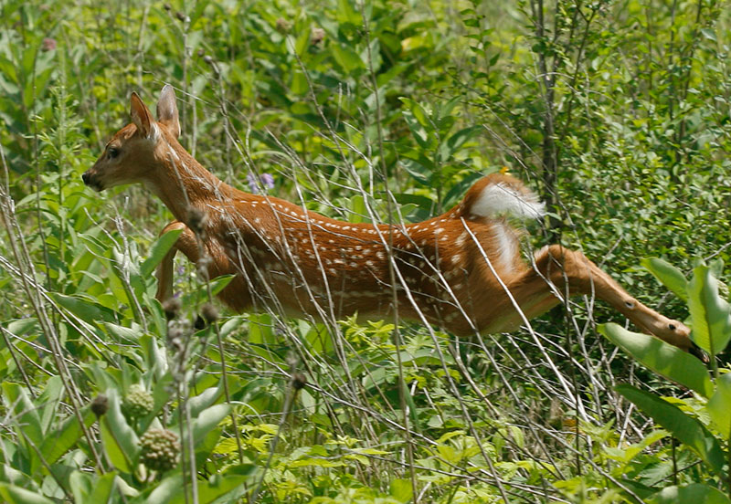 jumping fawn