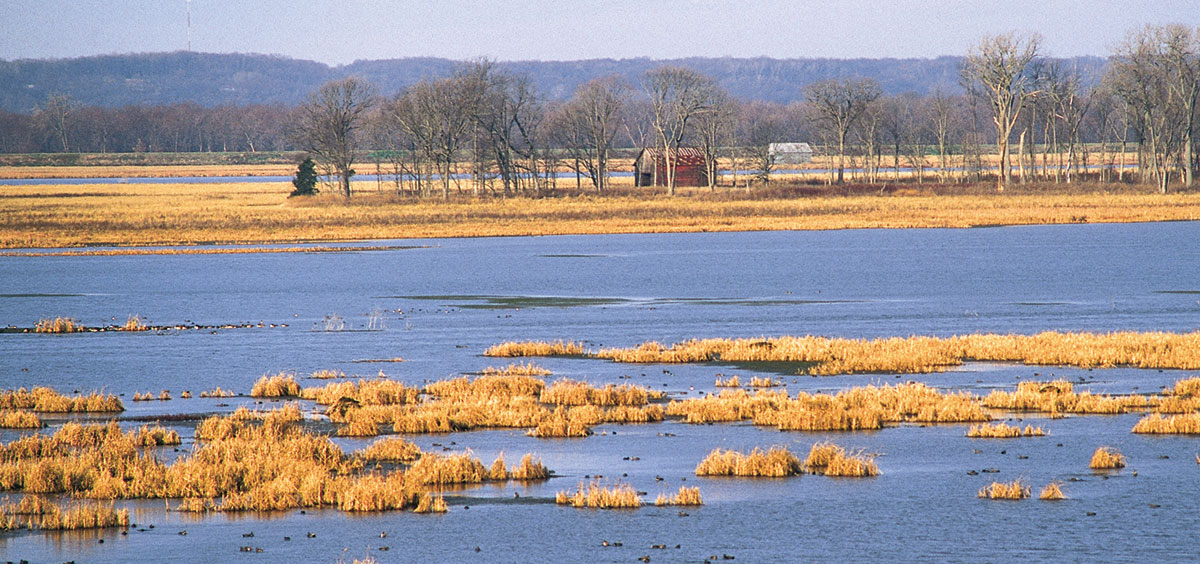 Ducks on a wetland