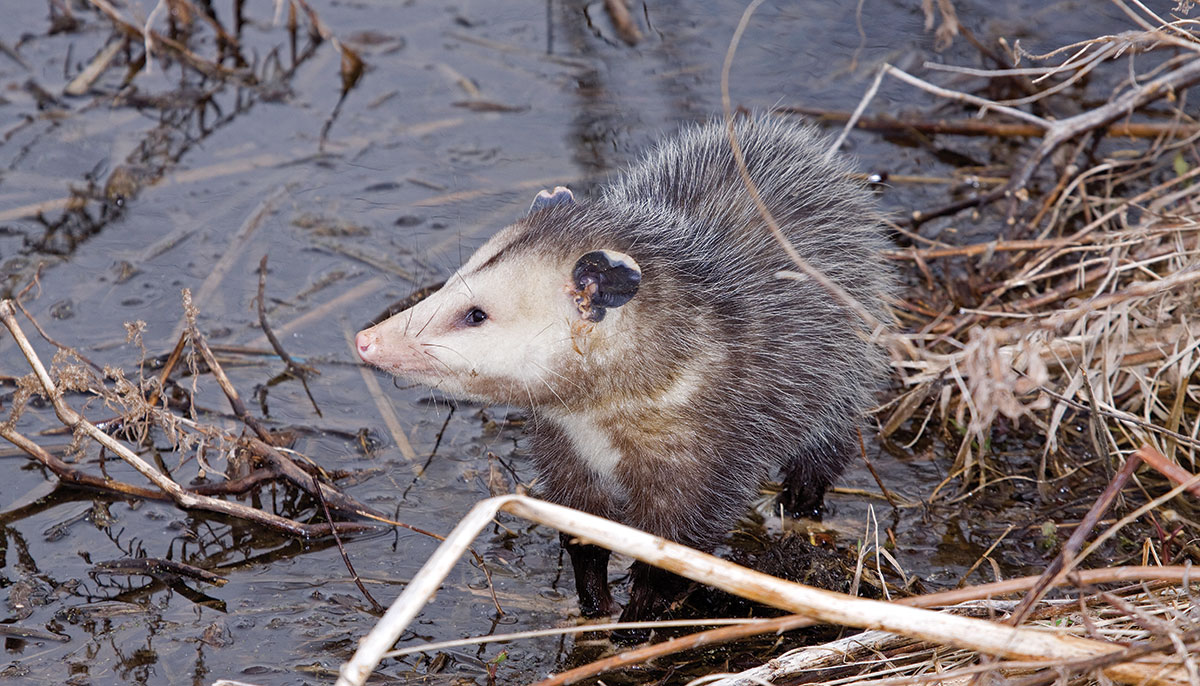 A gray opossum at a water's edge. 