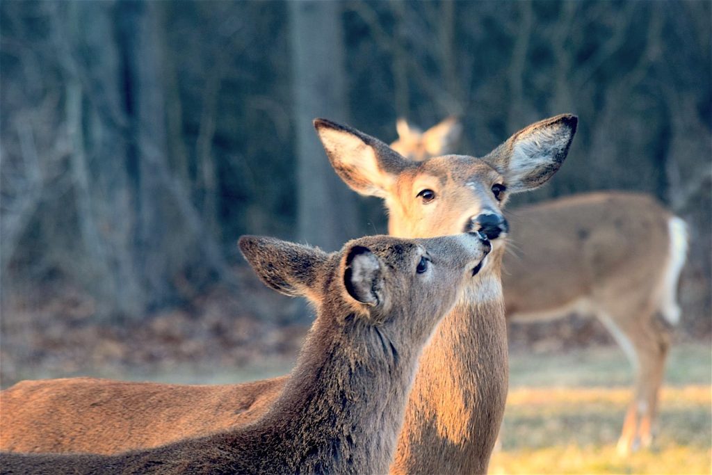 Two deer touching noses with a woodland in the background.