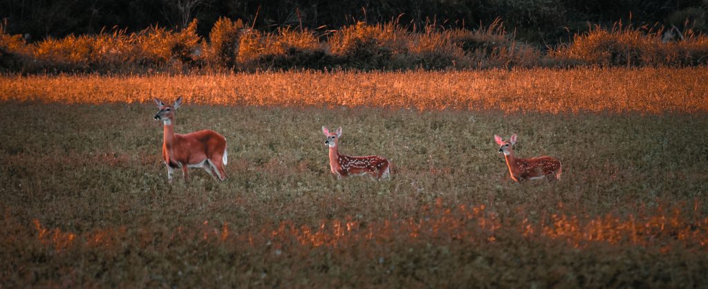 A doe deer with two fawns with spots standing behind her in an agricultural field.