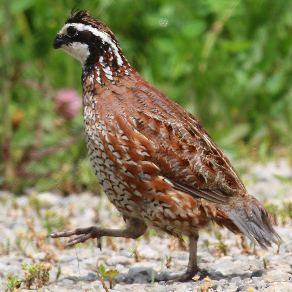 A male bobwhite quail walking on white gravel with grasses in the background.