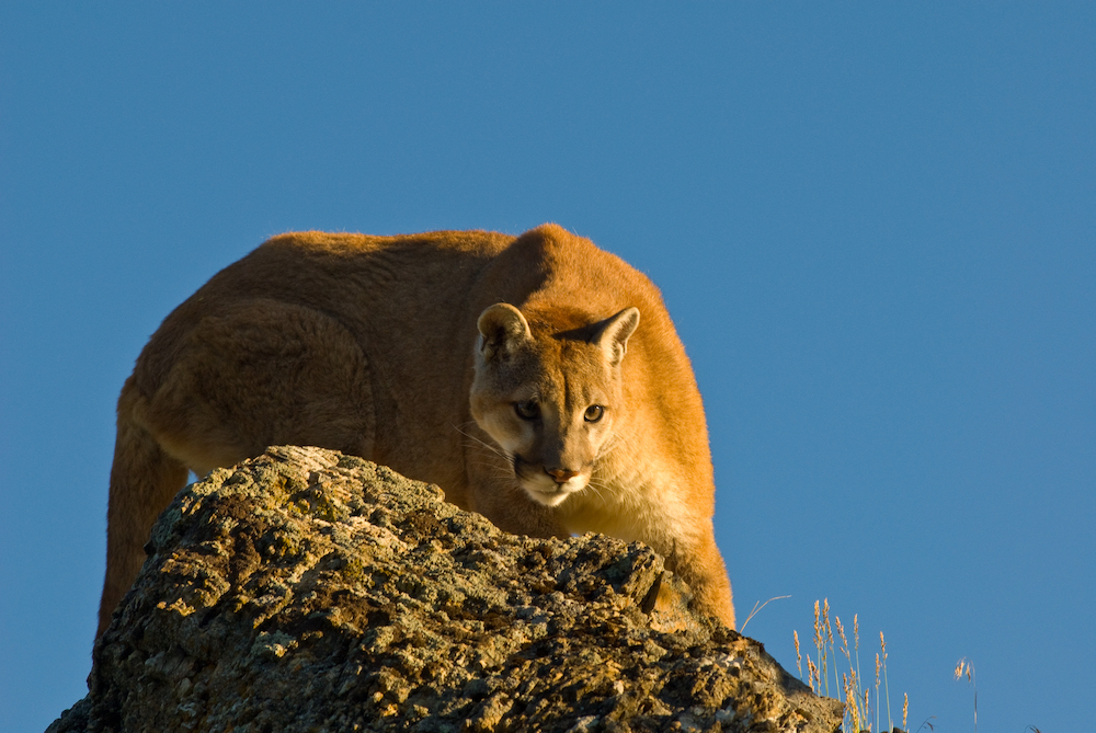 A cougar is perched on a boulder preparing to pounce. A clear blue sky is in the  background. 