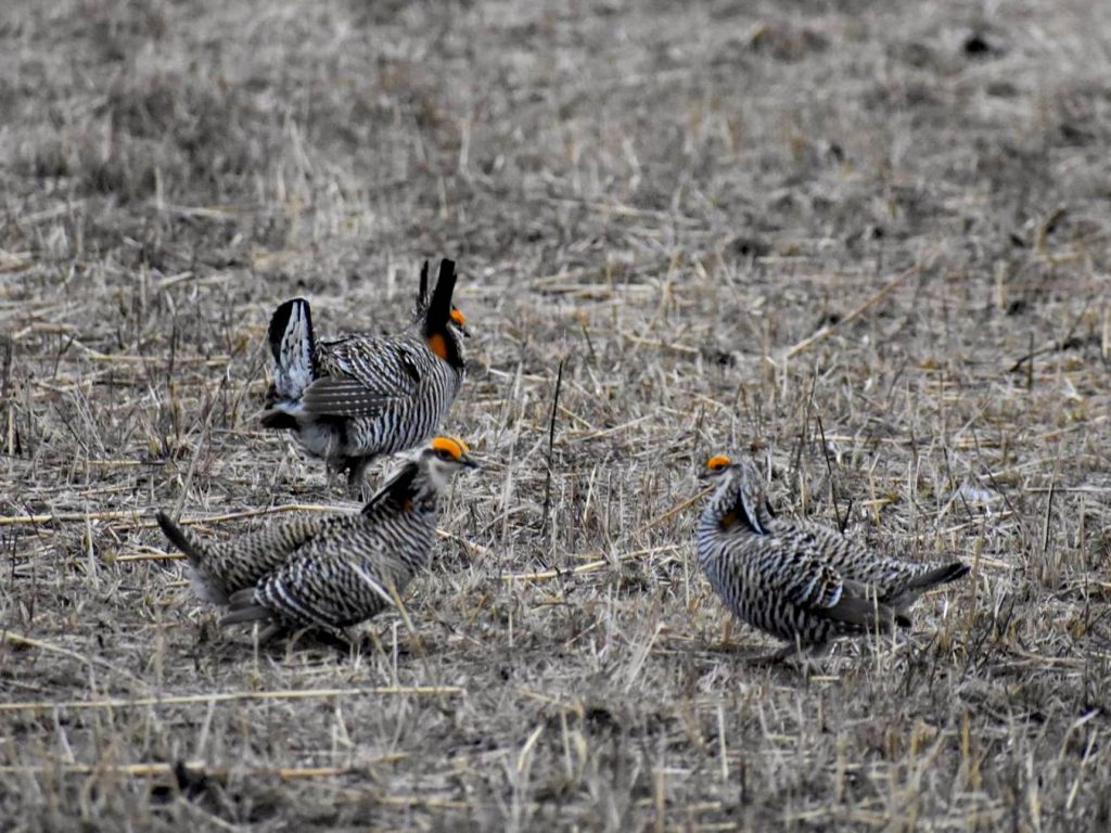 Three male greater prairie-chickens facing-off during the courtship display.