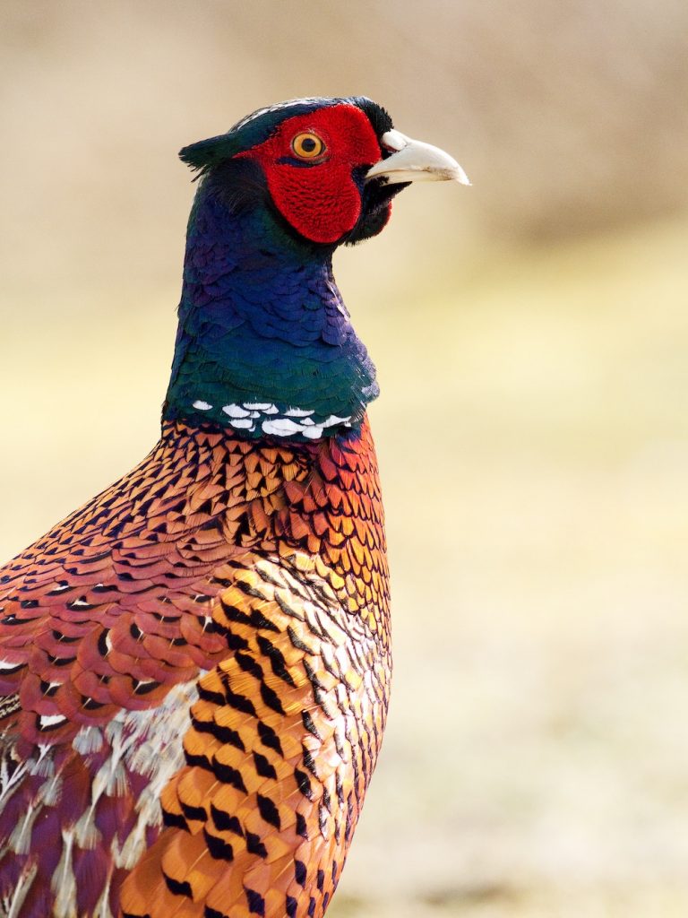 A close-up on the face of a male ring-necked pheasant.