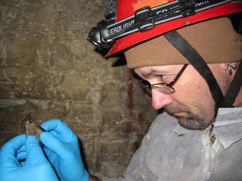 A scientist examines a bat.