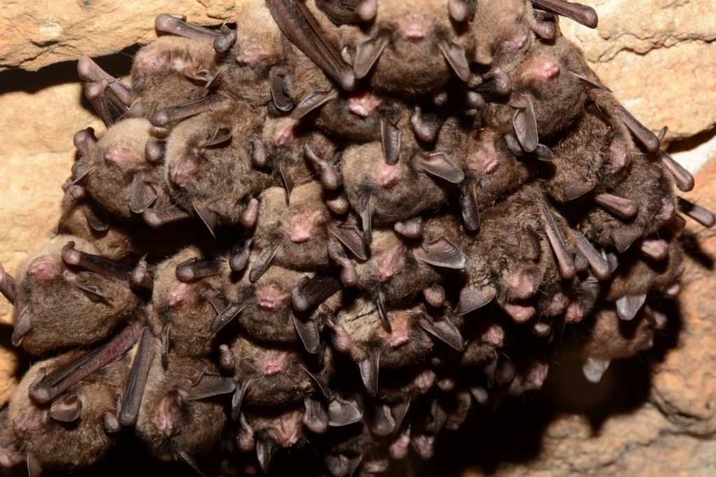 A cluster of bats roosting in a cave.