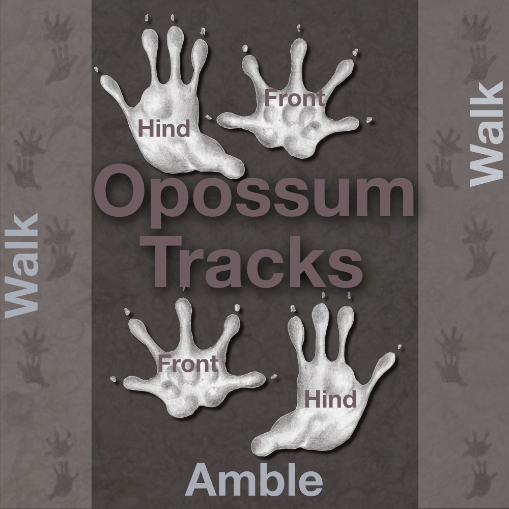 An Illustration depicting opossum's hand-like footprints.