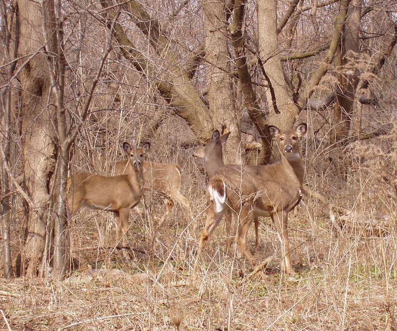 A group of deer in a forest. 