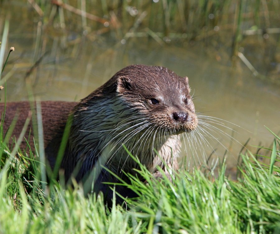 Outdoor Illinois Journal The River Otter—An Illinois Conservation