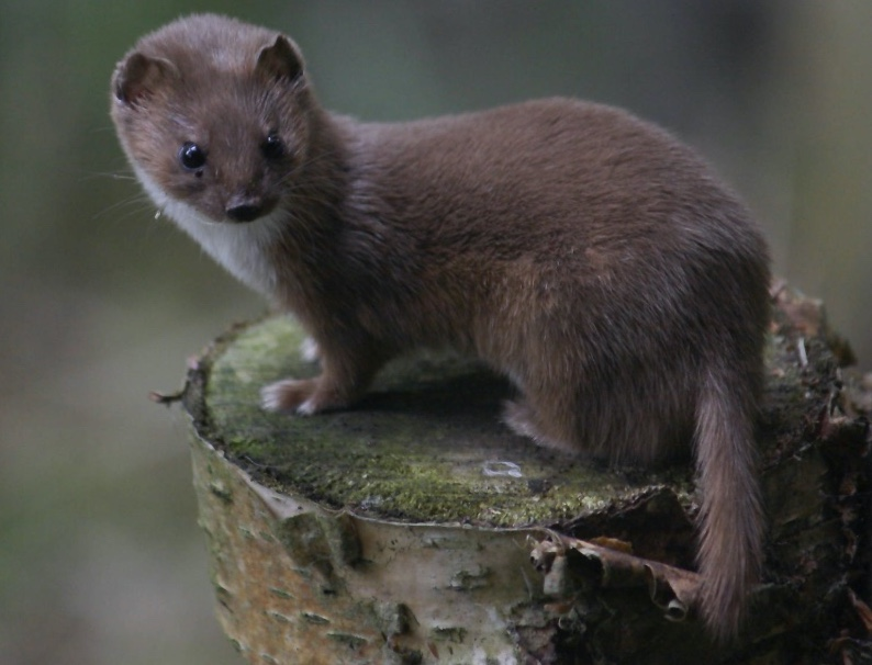 A small dark brown weasel standing on a stump. 