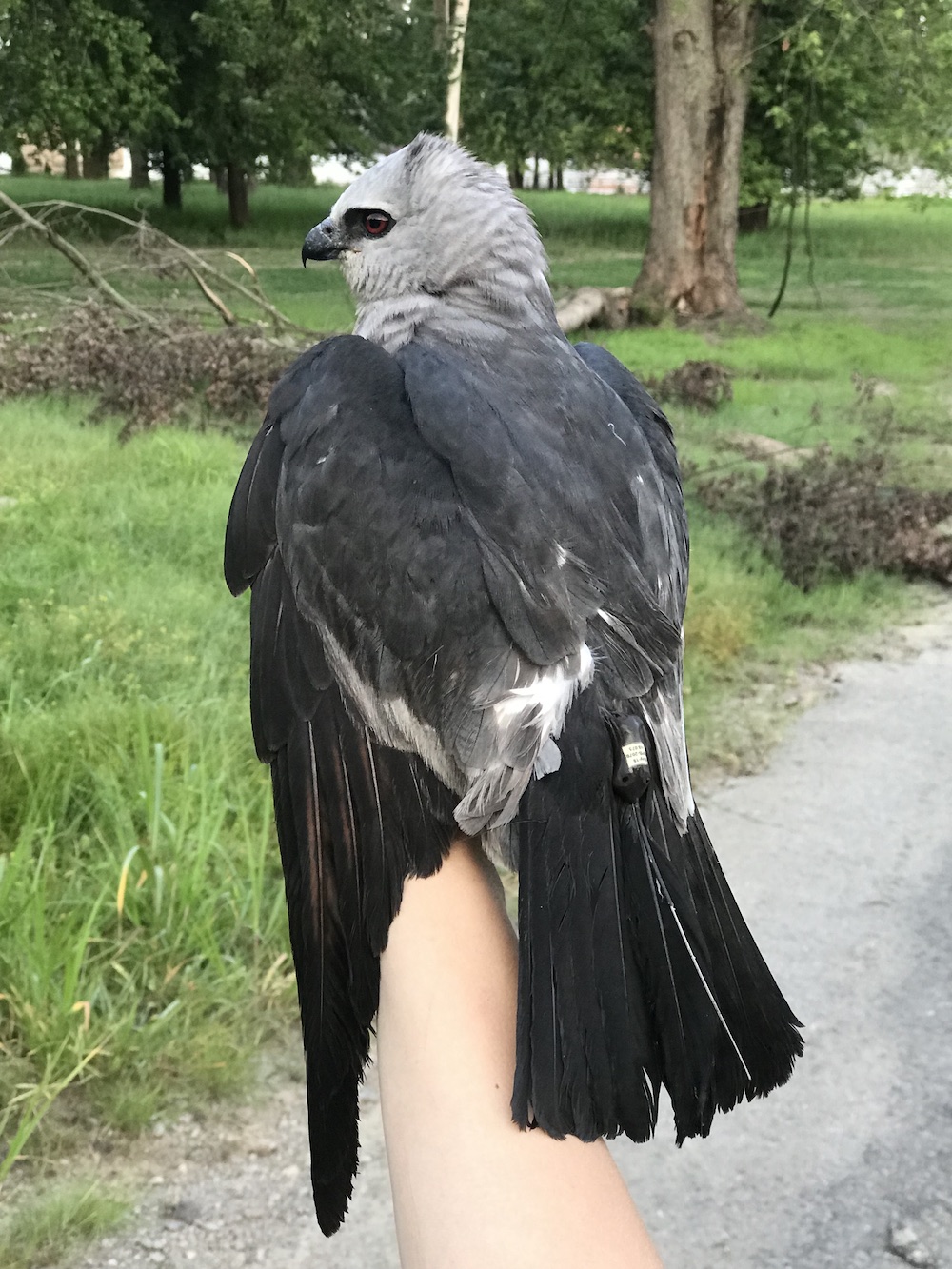 A biologist holds a black and grey small bird of prey. A grassy area with trees are in the background. 