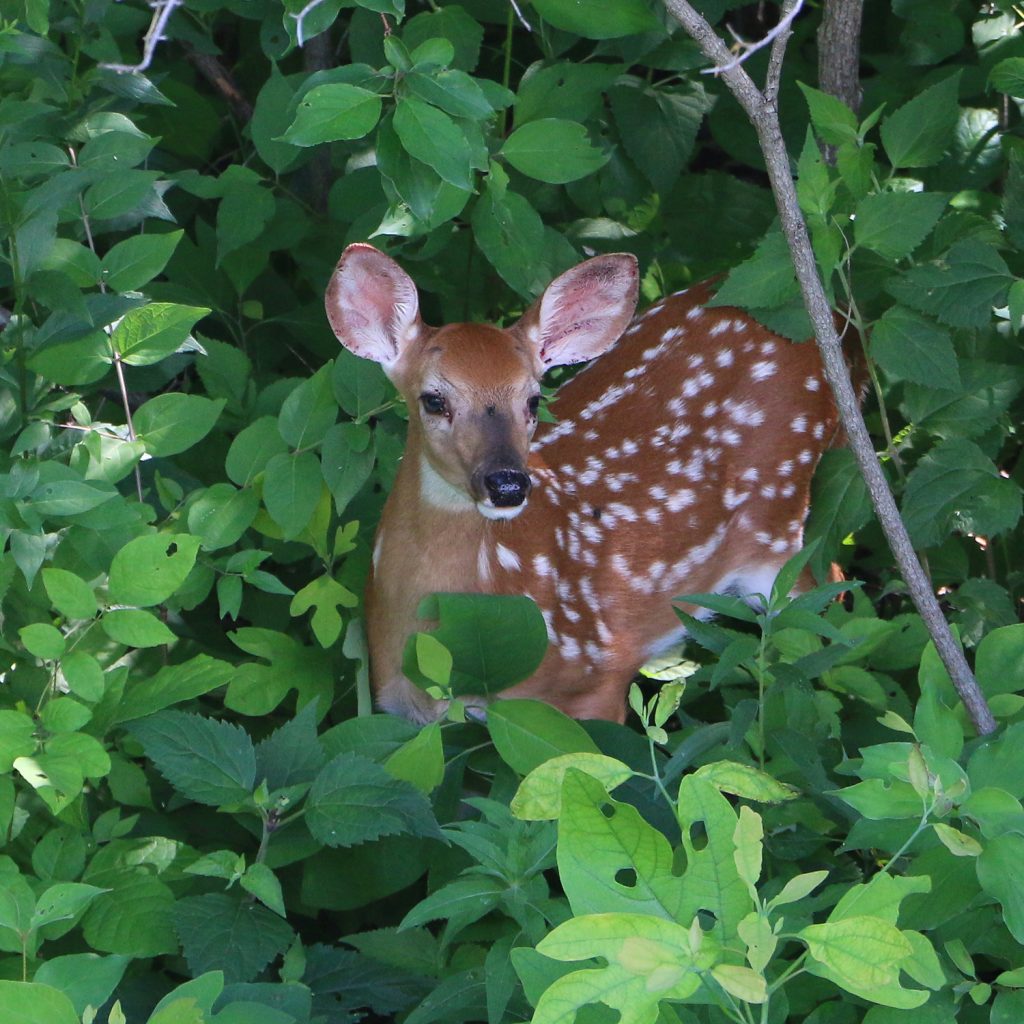 Outdoor Illinois Journal: Fawn Survival—It Depends on Your Mama—Her Age ...