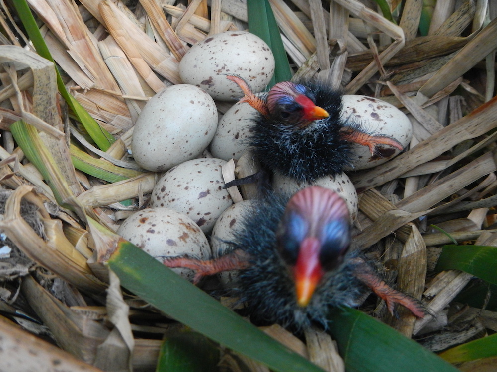 Two fluffy recently hatched wetland bird chicks rest in their nest of brownish cattail leaves. 