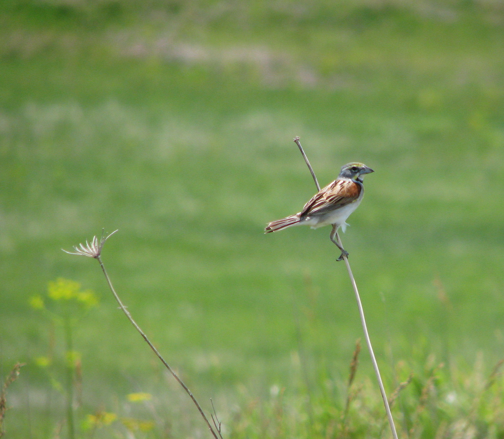 A brown, gray, and white songbird perches on a tan plant stalk in a grassland.