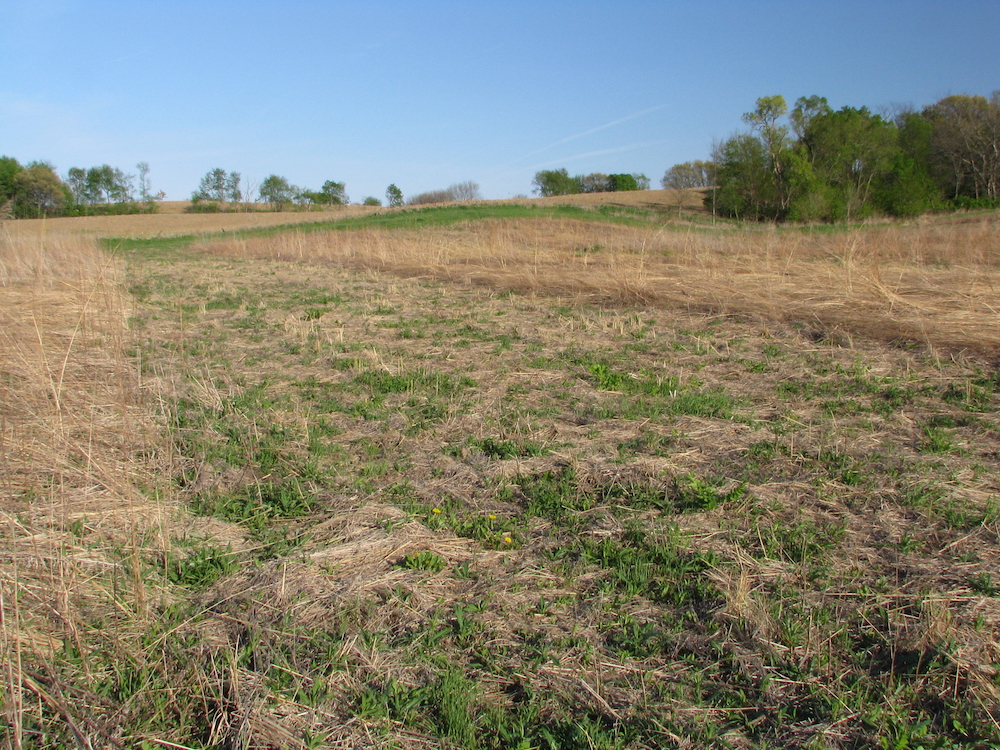 A grassland in early spring. An agricultural field and a blue sky is in the background. 