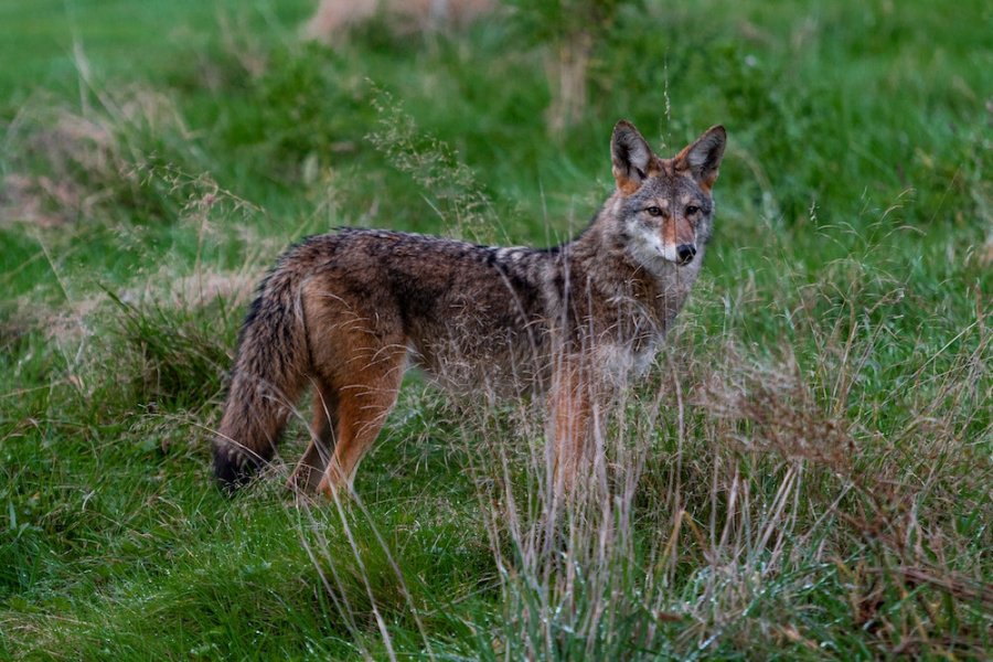 Outdoor Illinois Journal Coyotes Outnumber Red Foxes