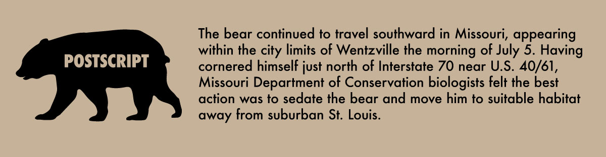 A silhouette of a bear with the word "Postscript" written on the body of the bear. Text to the right of the bear describes the trip the black bear took after making it tor Wentzville, MO. The bear eventually was moved by Missouri Department of Conservation to suitable habitat away from suburban St. Louis. 
