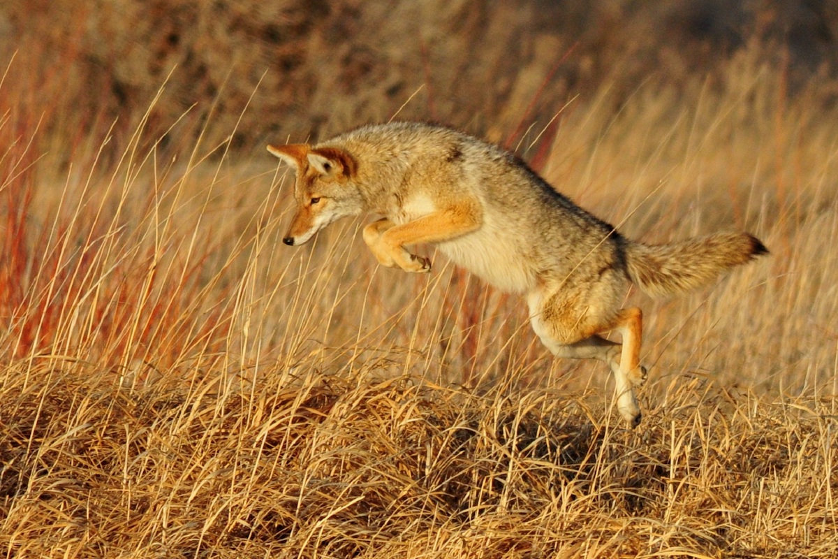 Red Fox – Wildlife Illinois