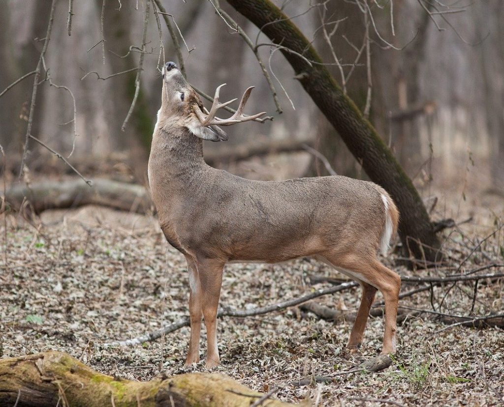 A adult male white-tailed deer sniffing a branch of a tree in a forest.