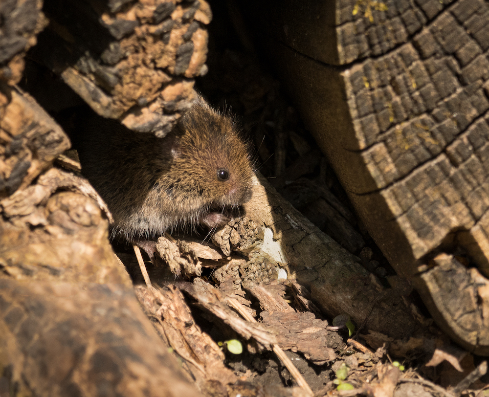 A small brown rodent rests in the sun in a crevice of a tree stump. 