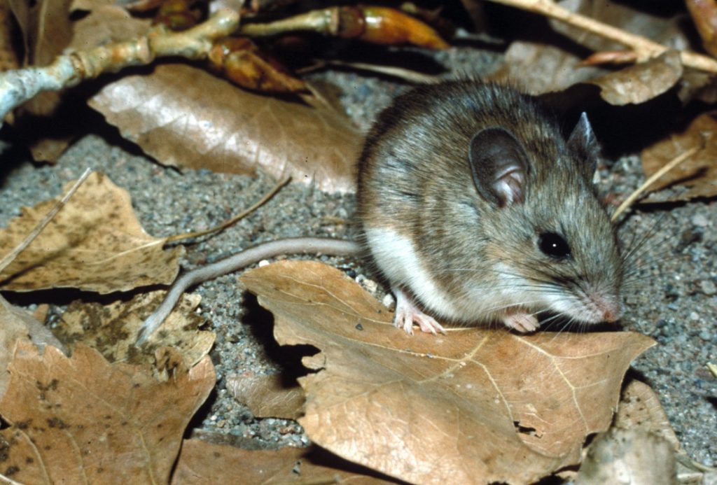 A brown, gray mouse with a white underside, sits on the ground surrounded by leaf litter.