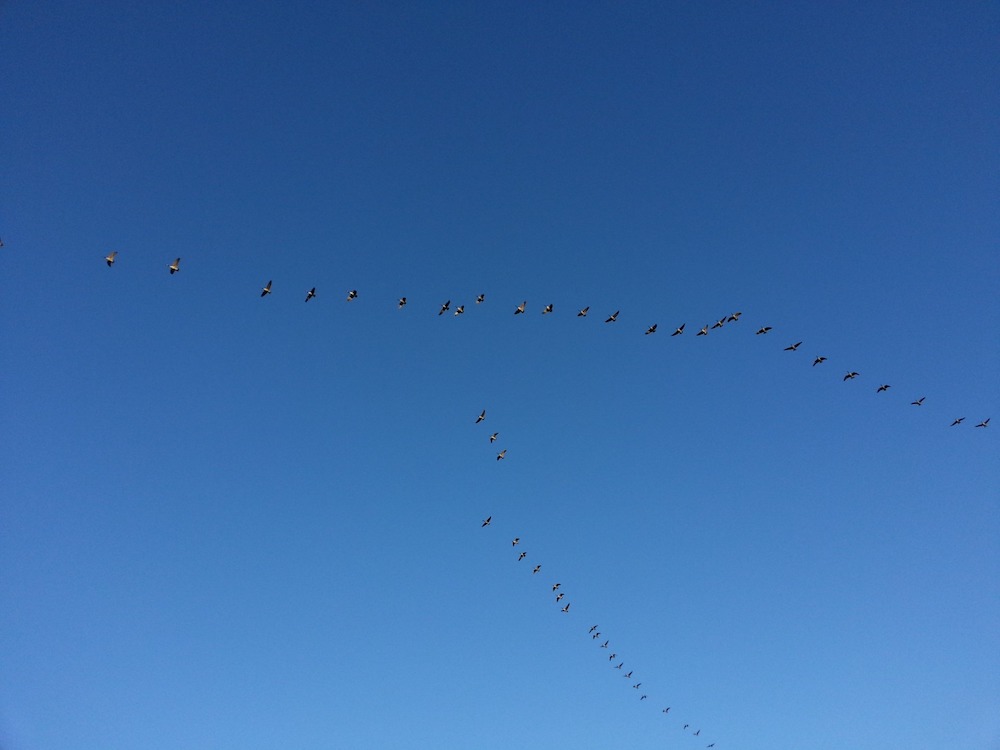 Migrating waterfowl form a rough "V" against a bright blue sky. 