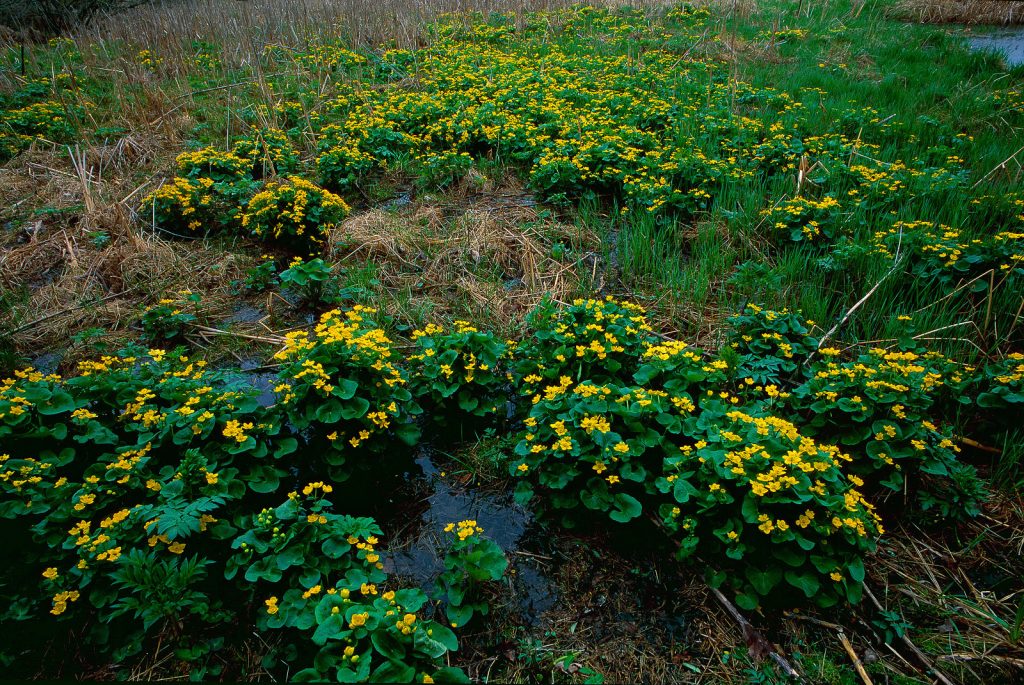 Lush yellow flowers grow in a wetland.