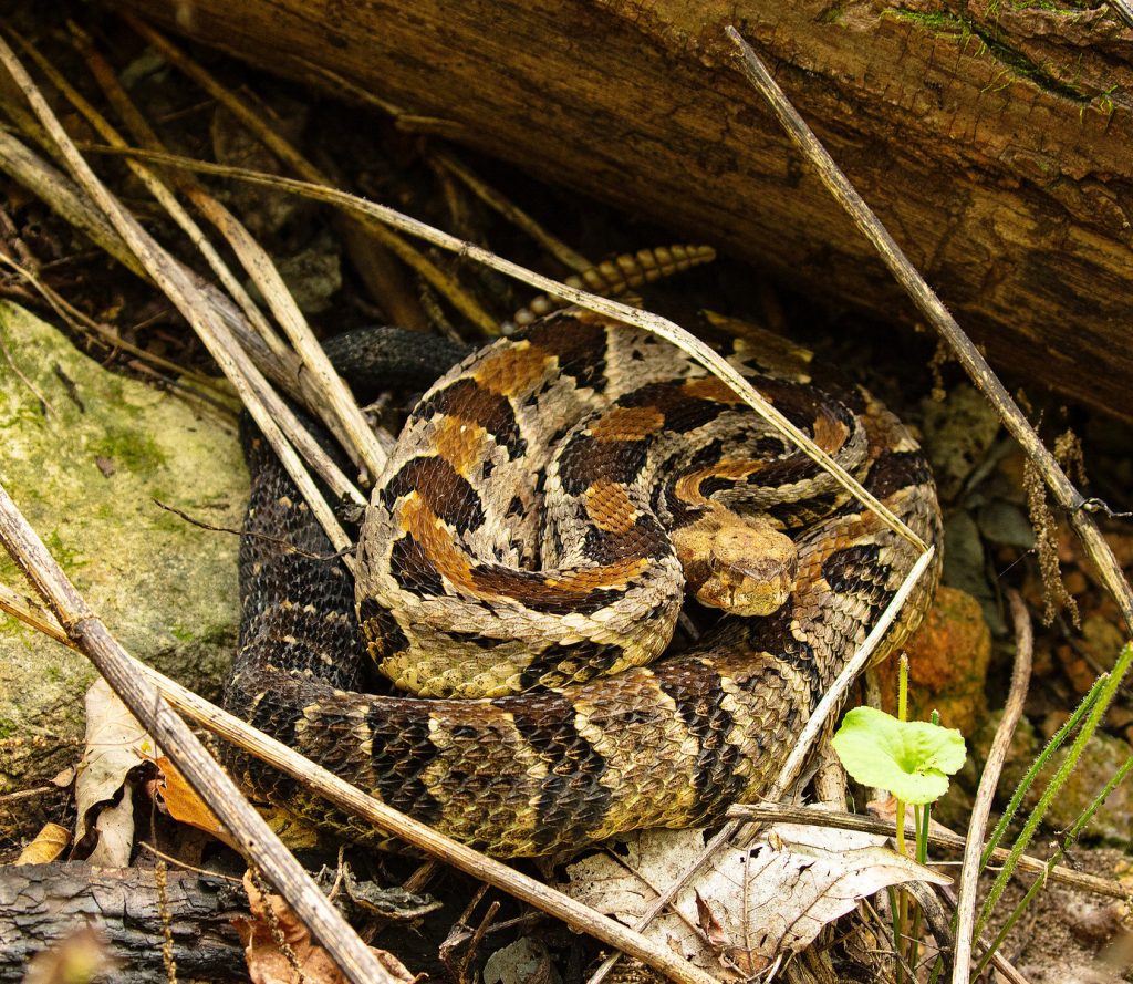 A brown, black, and tan timber rattlesnake is curled up near a fallen log. The snake is surrounded by leaf litter.
