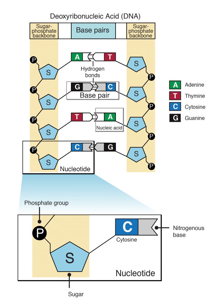 A schematic illustration indicating different DNA base pairs: Adenine, Thymine, Cytosine, and Guanine.