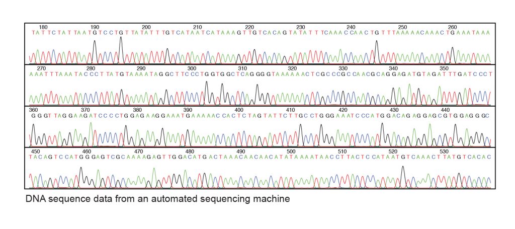 A chart indicating DNA sequence data from an automated sequencing machine.