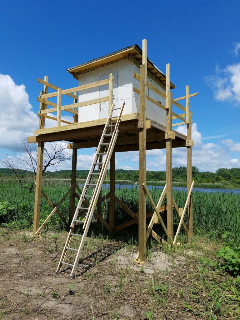 A small shed is up on a wooden platform nearly ten or twelve feet in the air. An extension ladder is used to reach the platform. In the background is a wetland against a partly cloudy blue sky.