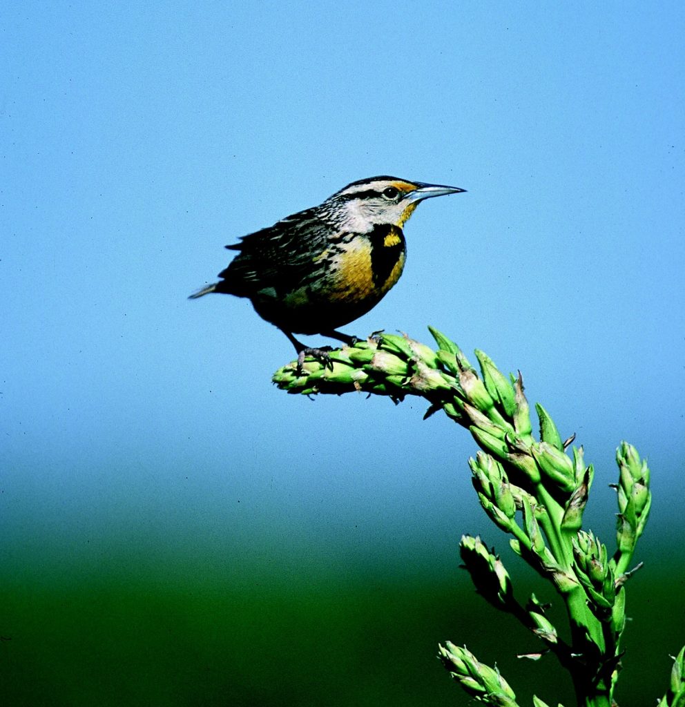 A songbird perches on a flower stalk against a blue sky. The bird has some yellow around its face and breast.