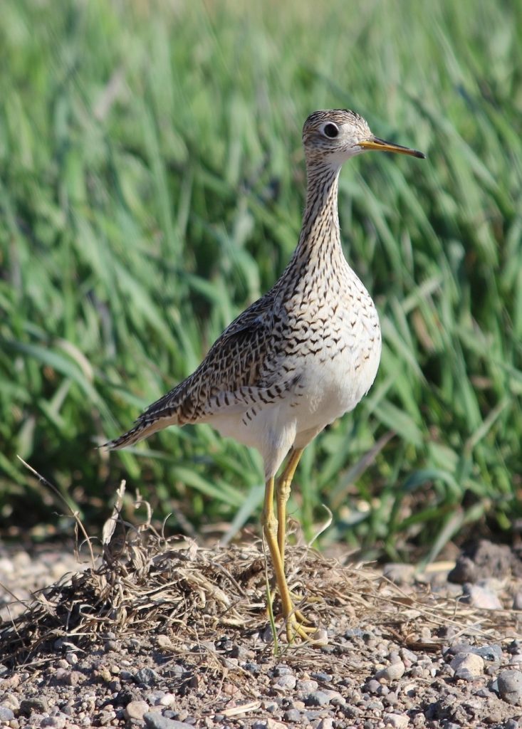 A tall wetland bird with mottled black and white feathers and long yellow legs stands alert on a dry pebbly patch of soil. Green vegetation is in the background.