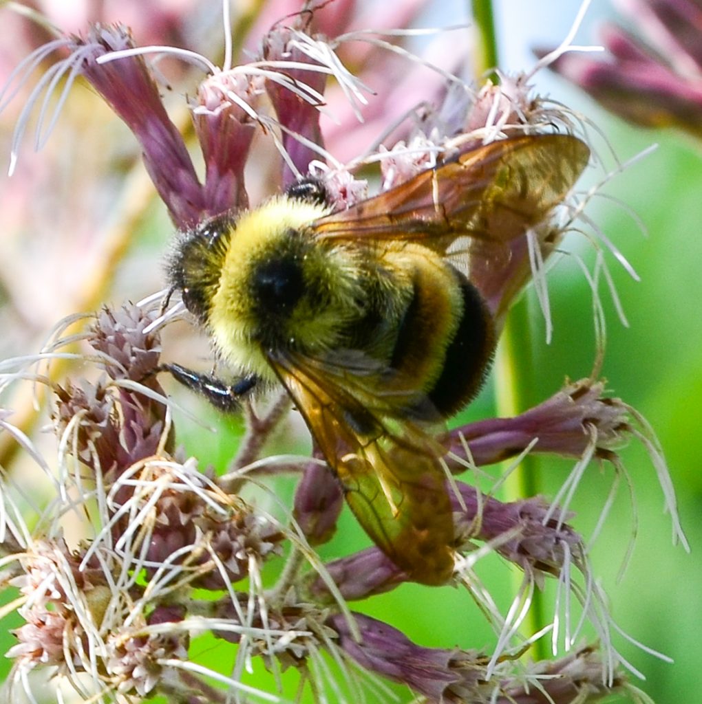 A yellow, black, and brown bumble bee nectars on a group of pink flowers.