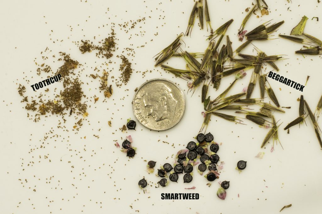 A photo comparing three types of small seeds. One is tiny and round, another is dark and oval with a tip at the end, and the last is long and with small hairs at one end. A shiny dime is placed in the center so the scale can be approximated by the viewer.
