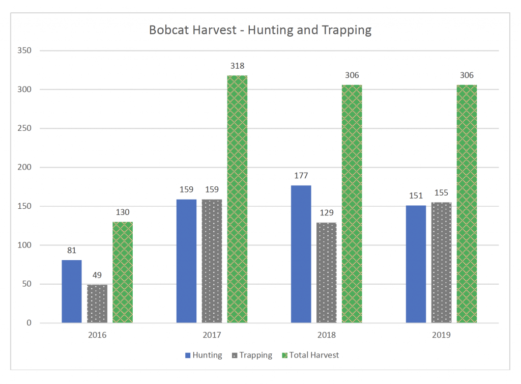 A bar graphic indicating bobcat harvest through hunting and trapping from 2016 to 2019.