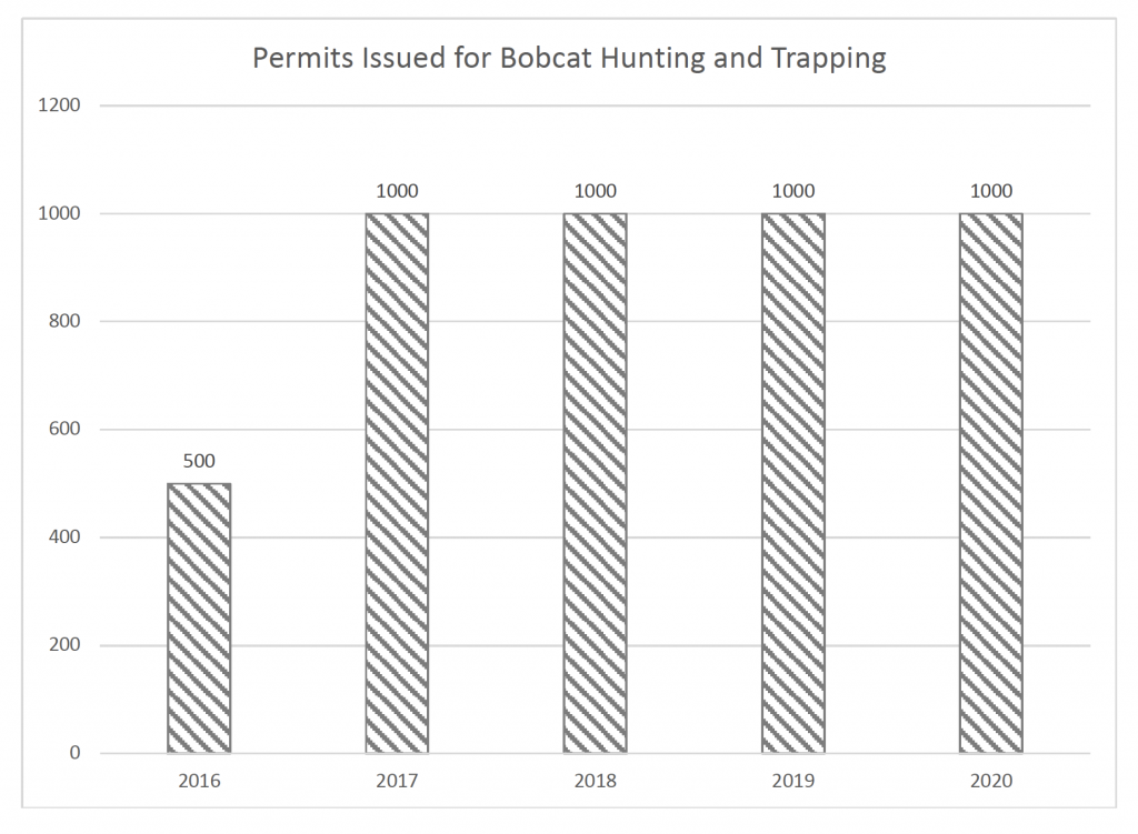 A bar graphic indicating permits issued for bobcat hunting and trapping from 2016 to 2020.