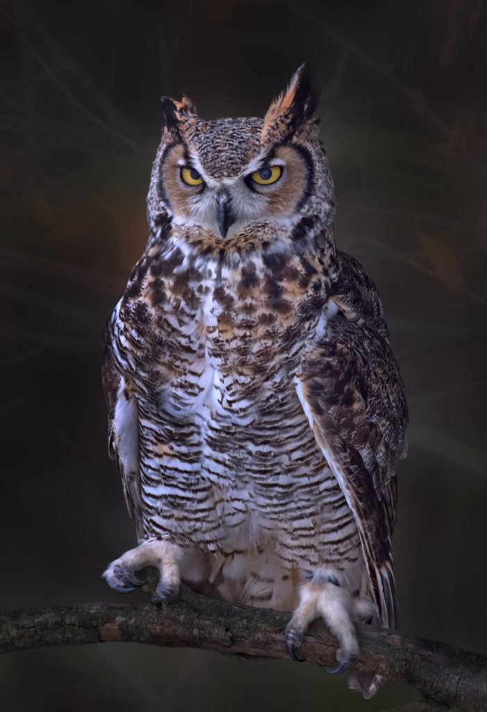 A close-up of a large brown, black, and white mottled great horned owl perches on a branch.