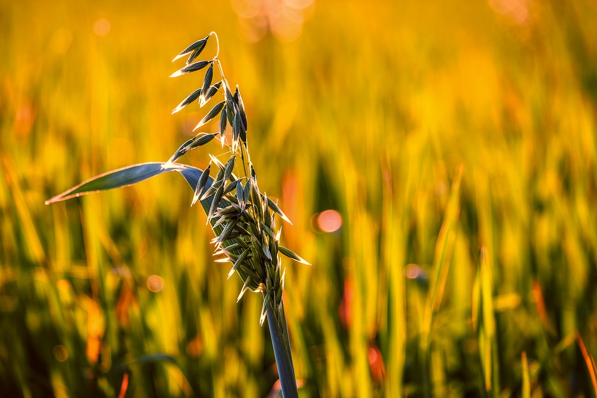 cover-cropping-for-wildlife