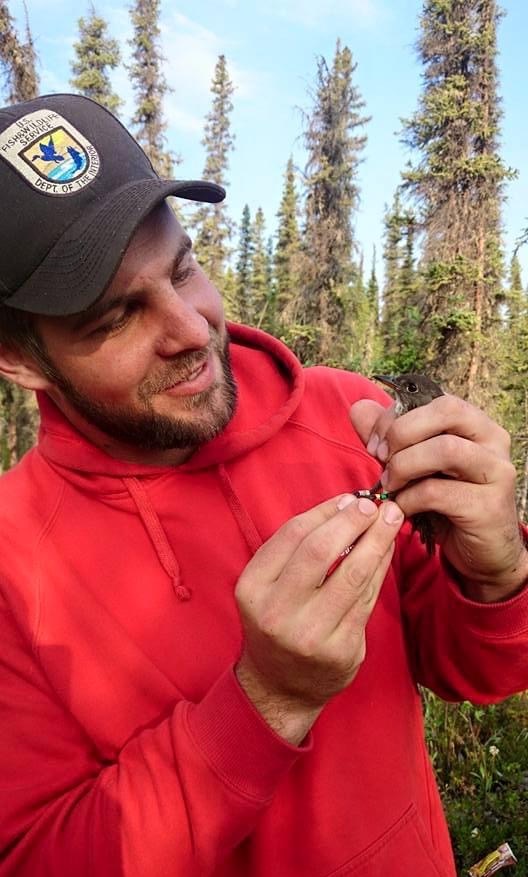 A biologist wearing an orange sweatshirt and a brown hat examines a small brown songbird with bands on it legs. There are trees in the background.