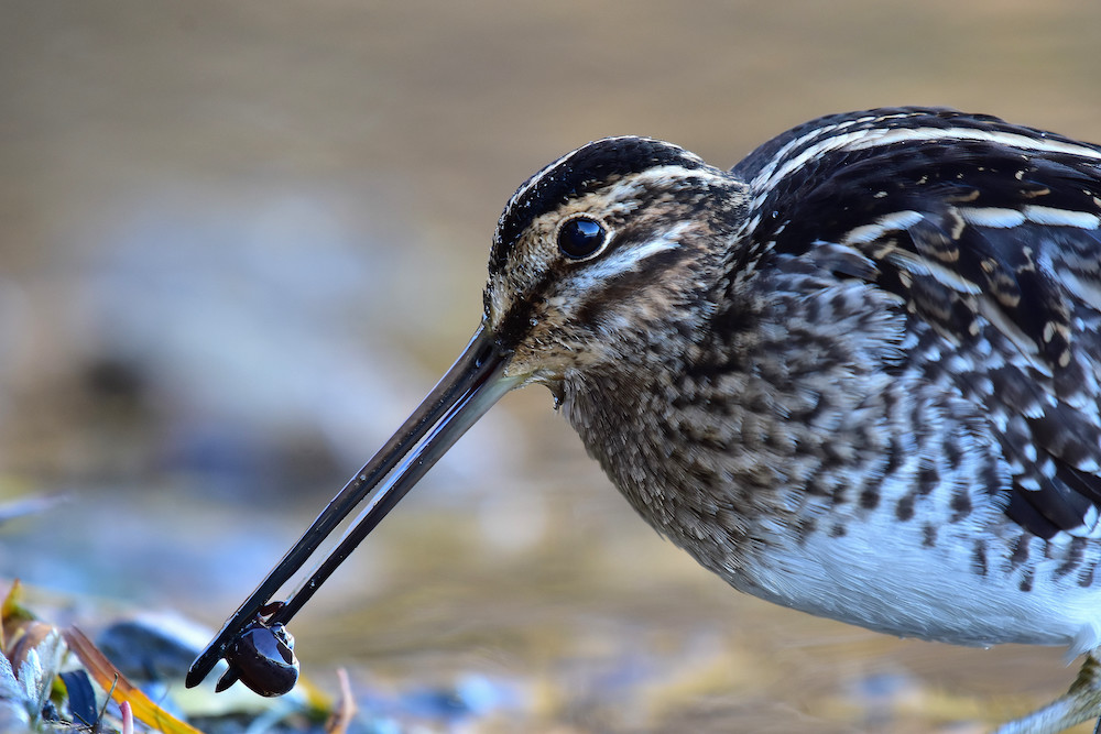 A brown, black, and white mottled shorebird captures a dark water bug in its long beak. 