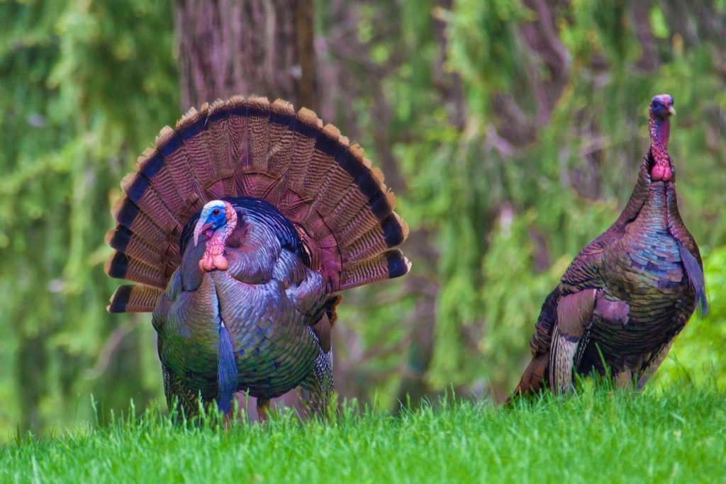 WILD : Turkey Wild ★ネックプレート付き 12年 TURKEY ウイスキー