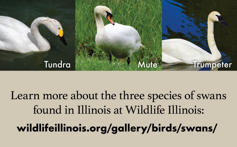 Outdoor Illinois Journal Understanding the Impacts of Invasive Mute